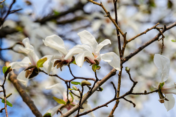 Many delicate white magnolia flowers in full bloom on tree branches towards a cloudy sky, in a garden in a sunny spring day, beautiful outdoor floral background