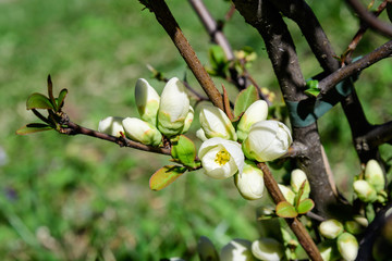 Close up delicate many white blossoms of white Chaenomeles japonica shrub, commonly known as Japanese or Maule's quince in a sunny spring garden, beautiful Japanese  blossoms floral background, sakura