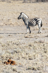 A Burchell's Plains zebra -Equus quagga burchelli- standing on the plains of Etosha National Park, Namibia.