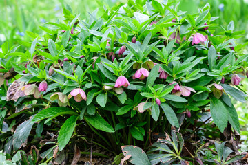 Obraz na płótnie Canvas Close up of a large bush of fresh pink flowers of Hellebore plant, commonly known as winter rose, Christmas or Lenten rose, in a garden in a sunny spring day, photographed with soft focus