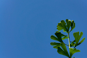 Bright green young leaves of ginkgo tree (Ginkgo biloba), known as ginkgo or ginkgo, against blue sky. Close-up. Sunny summer day. Nature concept for design. There is place for text.