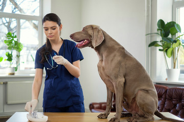 Veterinary surgeon and weimaraner dog at vet clinic