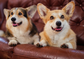 Two cute corgi dogs on a sofa