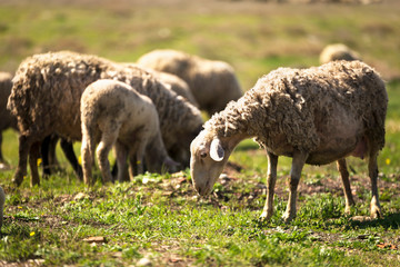 Naklejka na ściany i meble Sheep herd feeding in meadow.