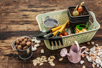 Spring planting and gardening concept. Tools, watering can, fresh onion bulbs in a bucket, expanded...