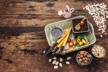Spring planting and gardening concept. Tools, watering can, fresh onion bulbs in a bucket, expanded...