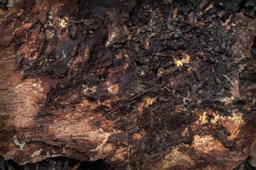 Wooden textured surface