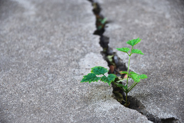 Plant floor up crack growing concept.