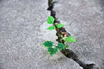 Plant floor up crack growing concept.