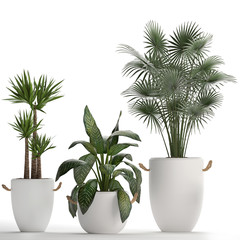 plant in a white pot isolated on white background © Yurii