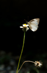 The butterfly close up perched on the roadside flowers