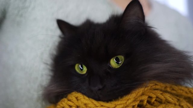 Pets.A black furry cat looks at the camera. Beautiful black cat with yellow eyes. A furry cat poses for the camera. Portrait of a black furry cat.