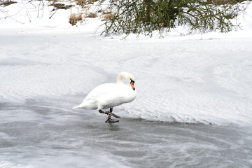 Swan on a cold winter's day