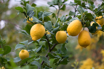 Lemon tree with yellow lemons