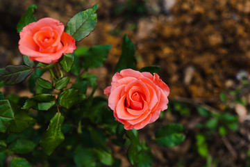 Beautiful roses are in garden.