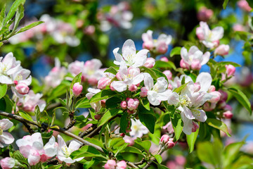 Large branch with white and pink apple tree flowers in full bloom and clear blue sky in a garden in a sunny spring day, beautiful Japanese trees blossoms floral background, sakura