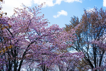 満開の桜と青空