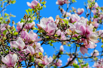 Close up of delicate white pink magnolia flowers in full bloom on tree branches towards clear blue sky in a garden in a sunny spring day, beautiful outdoor floral background