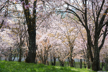 満開の桜