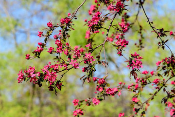 Close up of many decorative red crab-apple flowers in a tree in full bloom in a garden in a sunny spring day, beautiful outdoor floral background