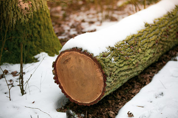 dry tree branch on the snow In the winter forest.soft focus.