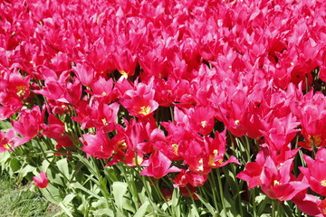 Fototapeta premium bouquet of red flowers