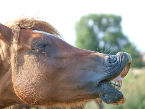 Laughing Horse