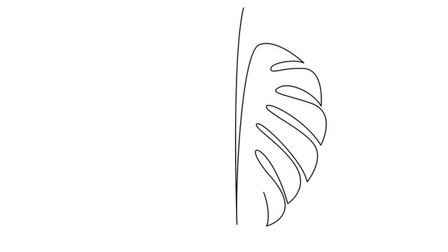 Leaf of Monstera plant. Self drawing simple animation of single continuous one line drawing. Drawing by hand, black lines on a white background.