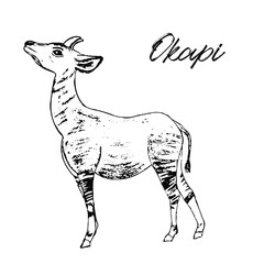 Okapi sketch. Hand drawn vector illustration, label or card. Minimal vector illustration isolated on white background. The animal is endangered