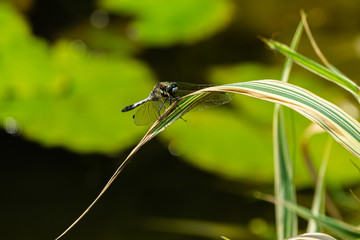Beautiful young black-tailed skimmer (Orthetrum cancellatum) female on striped leaves of Phalaris arundinacea on blurred background of aquatic plants. Selective frus. Family Libellulidae.