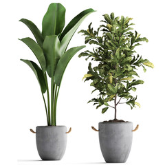  croton in concrete pots on a white background