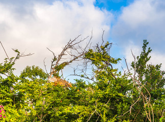 iguana hiding in the vegetation on the island of Saint Martin in the Caribbean
