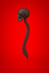 Anatomical illustration over a vivid colored background. Skull and spine.