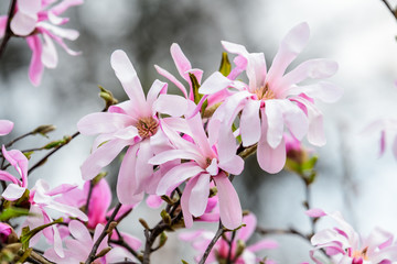 Close up of delicate white pink magnolia flowers in full bloom on tree branches towards clear blue sky in a garden in a sunny spring day, beautiful outdoor floral background