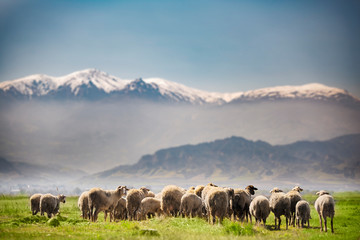 Fototapeta na wymiar Sheep herd feeding in the meadow in spring season with a snowy mountain on the background.