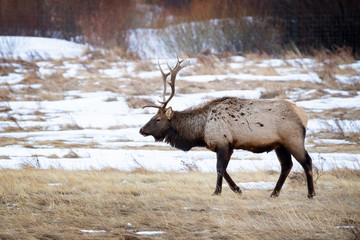 Bull Elk grazing in a meadow in Rocky Mountain National Park