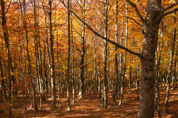 Fantastic colors of the autumn season in the wild forest of Abruzzo, Italy