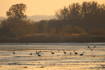 Obraz na płótnie Canvas Flock of birds on Hungarian lake at sunset time.
