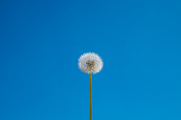 dandelion on a background of blue sky. The flower is clearly centered in the frame.