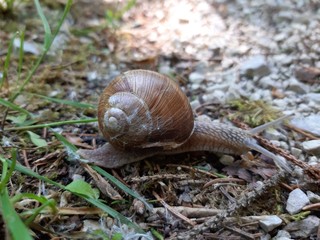 snail on a leaf