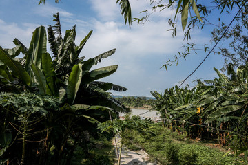 palm, tree, tropical, sky, nature, blue, summer, green, landscape, travel, forest, plant, palms,...