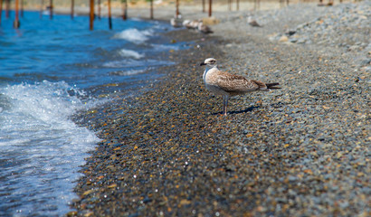 Seagull on the shore of the sea