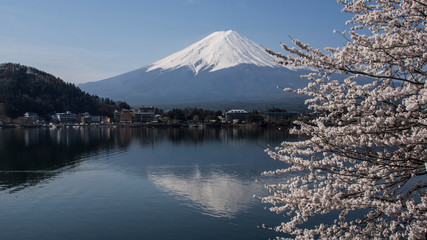 japan cherry blossom  sakura  mount Fuji lake spring