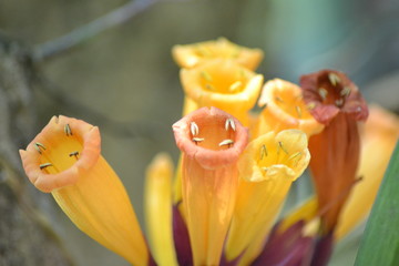 Close-up of flowers