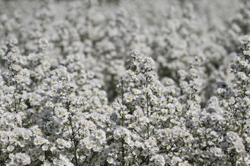 Out of focus marguerite field, romantic background with white flowers, blossom white cutter flower, daisy white symphony