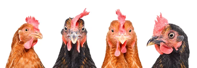 Draagtas Portrait of four hens, closeup, isolated on a white background © sonsedskaya