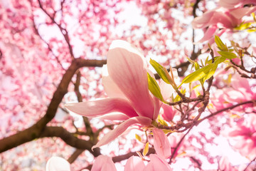 Blooming magnolia on a sunny day