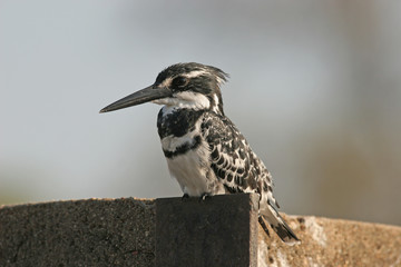 Pied Kingfisher