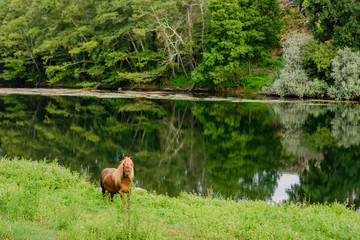  bonito caballo a la orilla del río