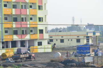 Fototapeta premium Indian House Sparrow sitting on electric wires, dangerous thing but normal thing in India, morning picture in city 
